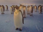 Ansökan är öppen för en tjänst på pingvinpostkontoret i Antarktis