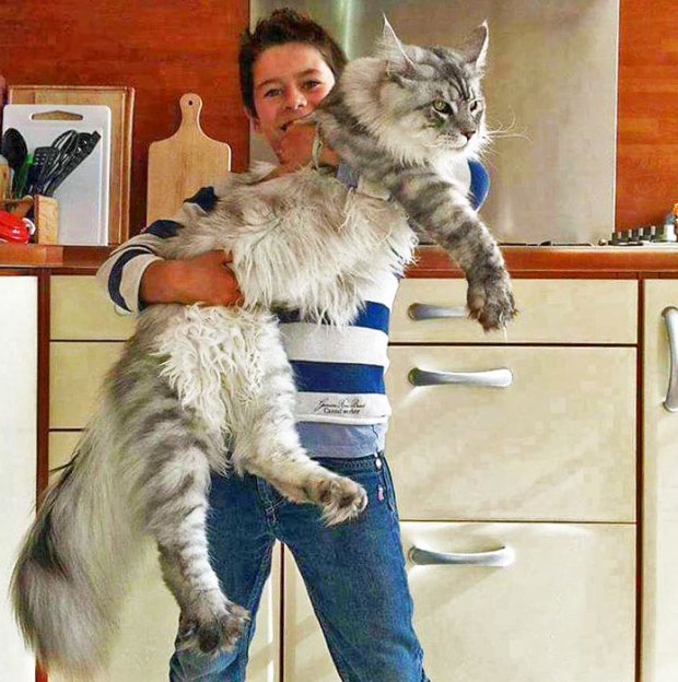 MAINE COON